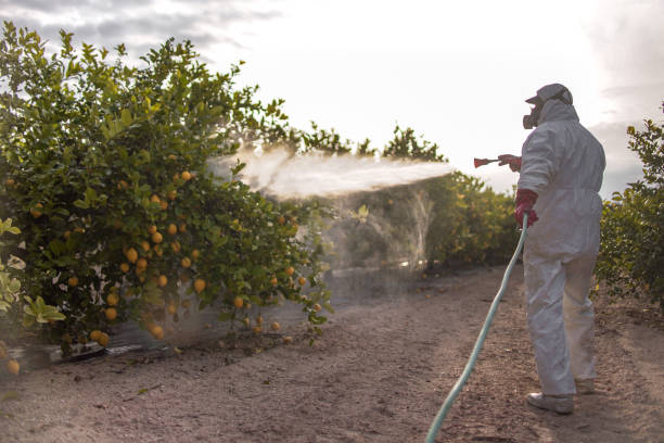 Best Best Pest Control Companies  in Guntown, MS